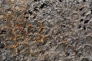 Coral_Texture_0004
