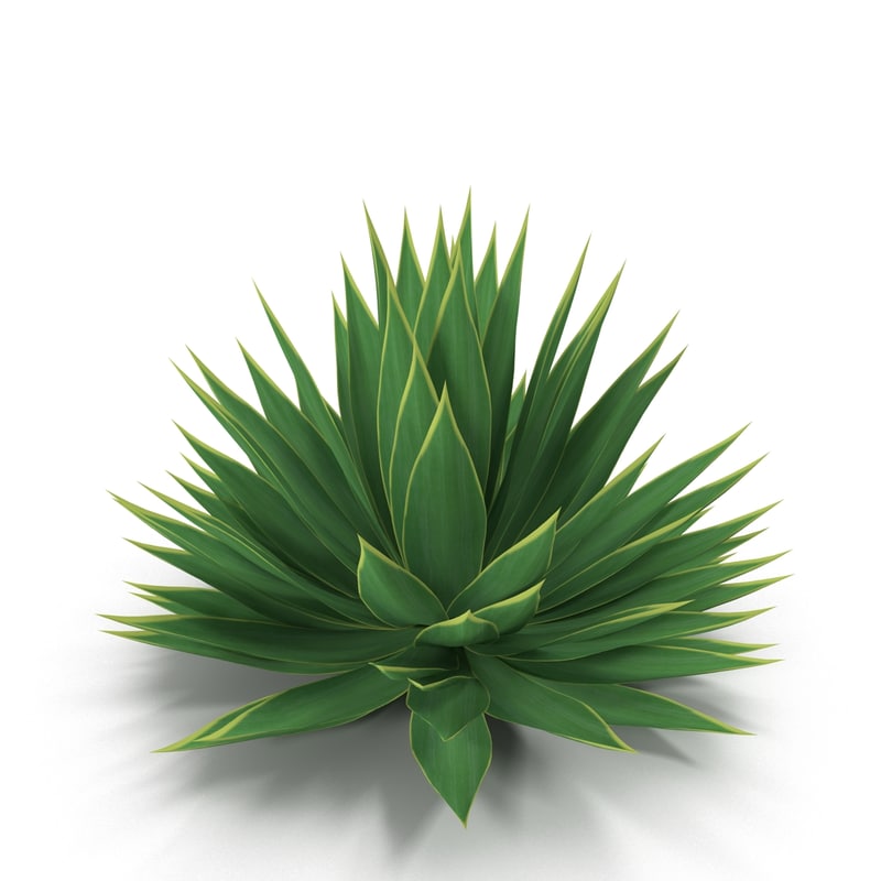 agave plant 3d max