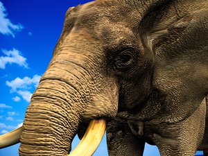 3d african elephant