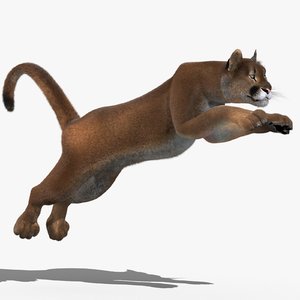 cougar fur animation cat 3d model