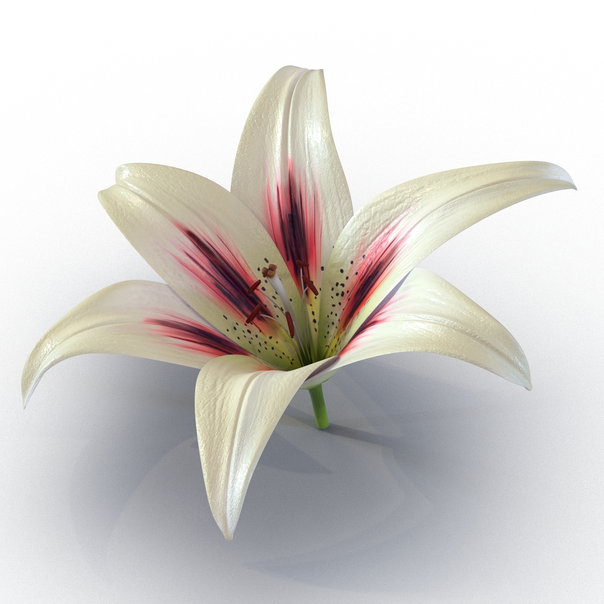 Lilia Flower 3d