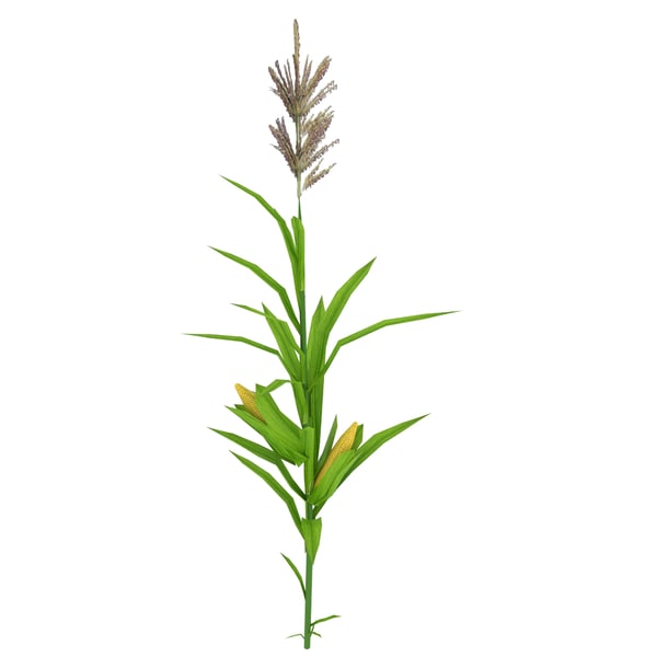 Low-poly Corn Stalk 3d Model