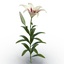 3d white asiatic lily