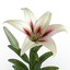3d white asiatic lily