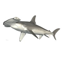 3d model sawfish fish