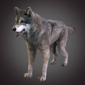 grey wolf 3d model