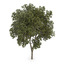 3d model austrian oak tree quercus