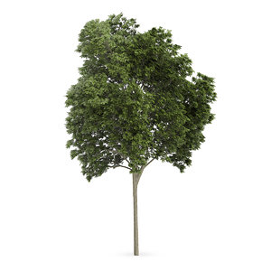 austrian oak tree quercus 3d c4d