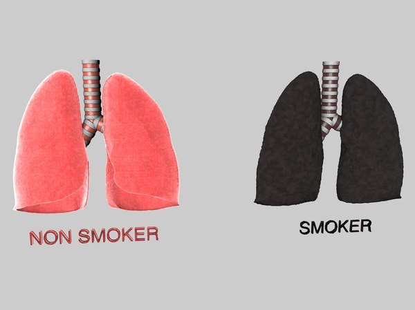 Anatomy Lungs 3D Models for Download | TurboSquid