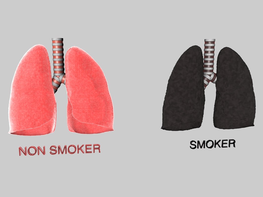 human lungs smokers 3d c4d