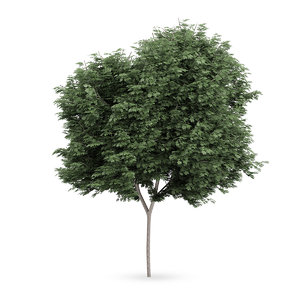 3d field maple tree acer model