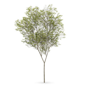 3d common beech tree fagus model