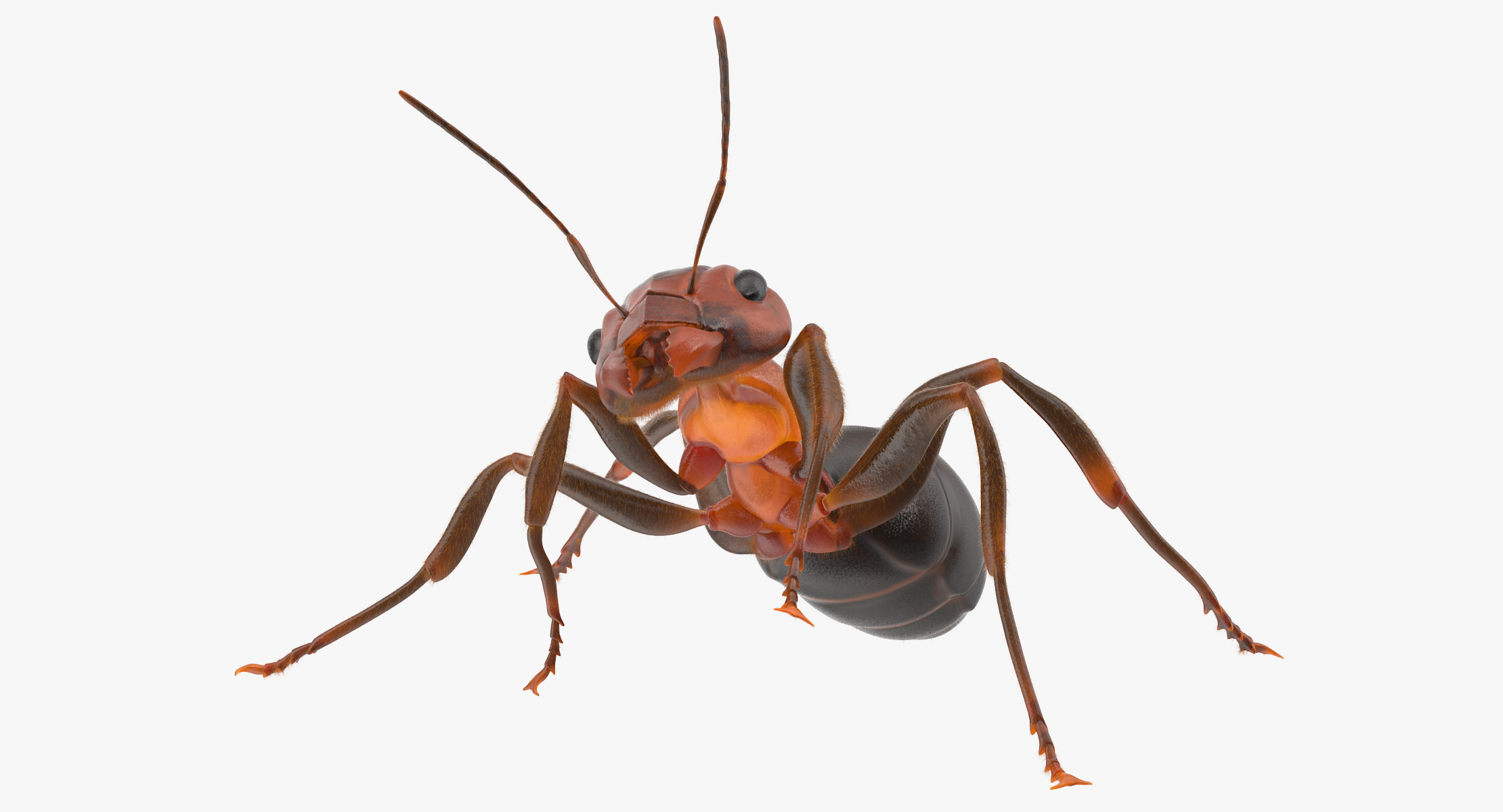 vivoactive ant 