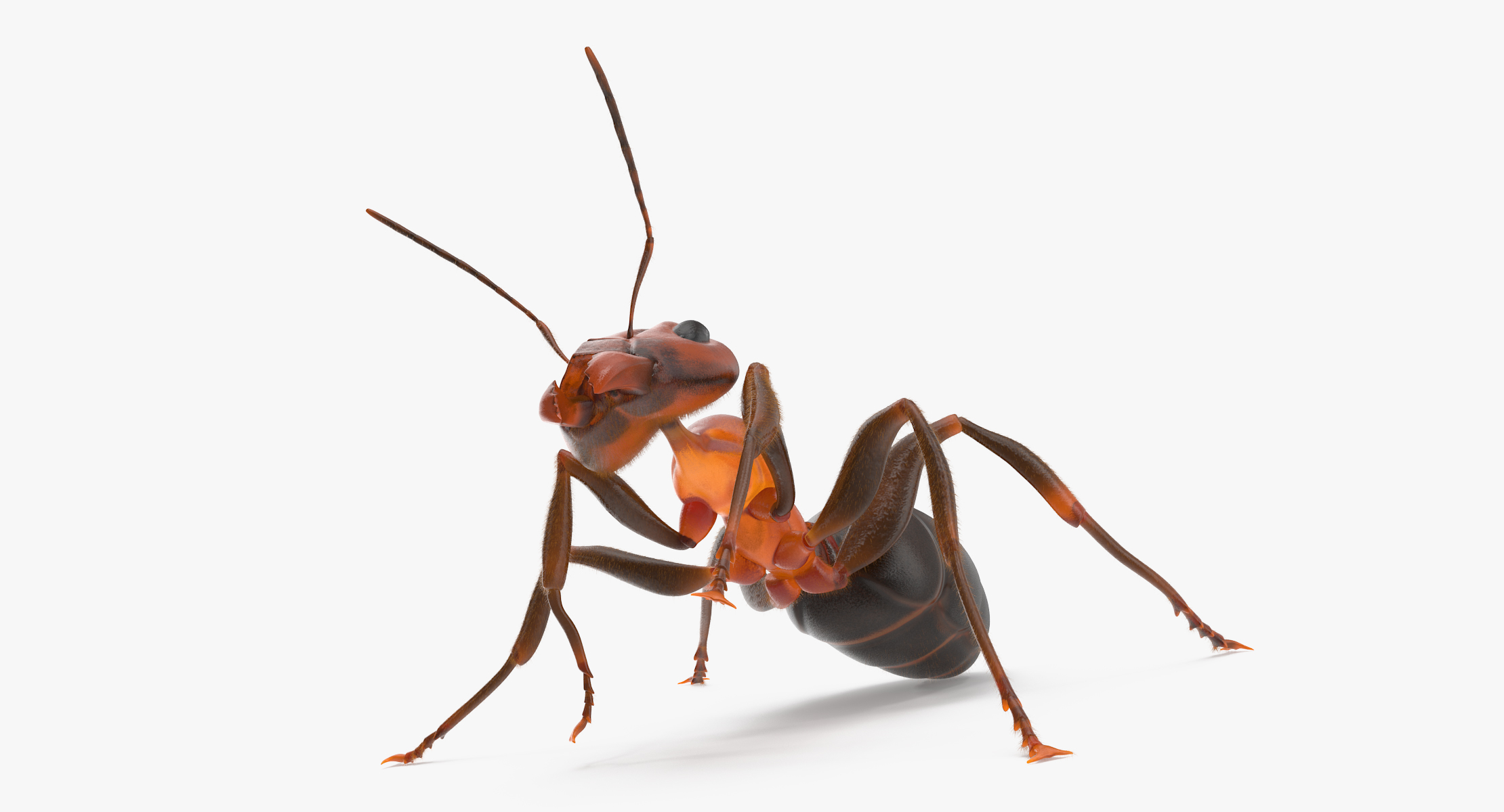 vivoactive ant 