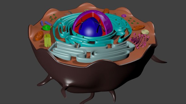 Animal Cell 3D Models for Download | TurboSquid