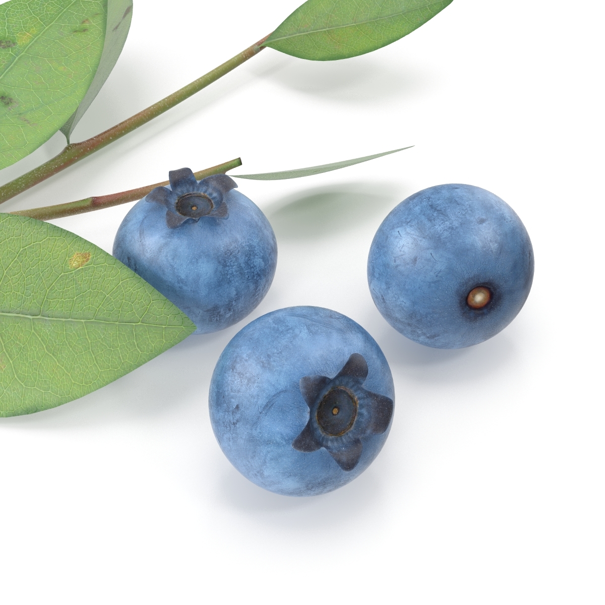 blueberry berry blue 3d model