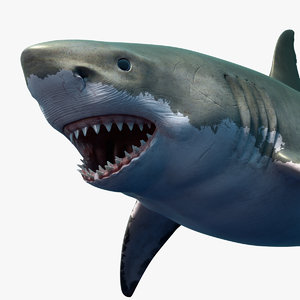 3d model great white shark