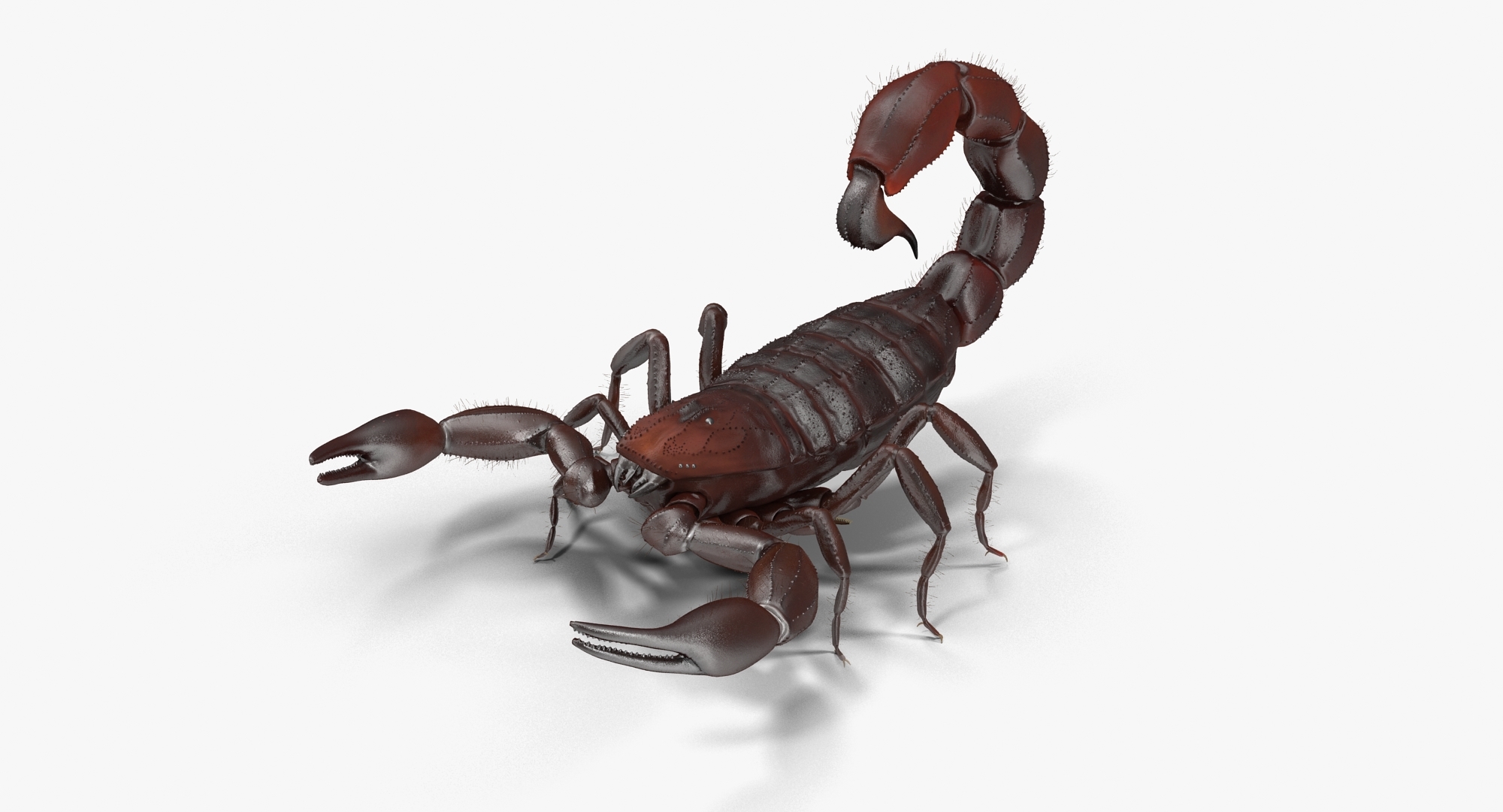 3d model scorpion modeled