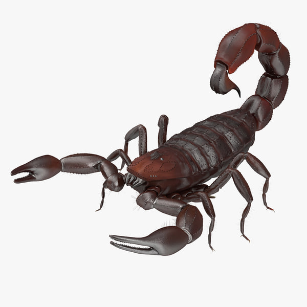 3d scorpion model