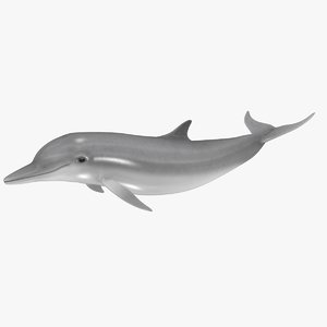3d model realistic dolphin animation