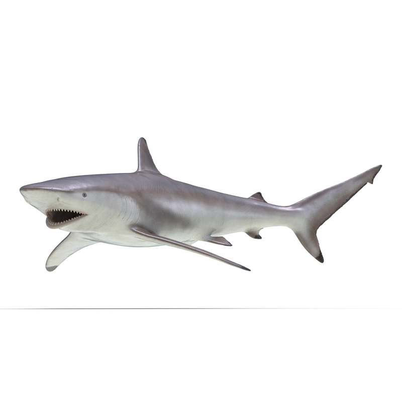 max spinner shark rigged