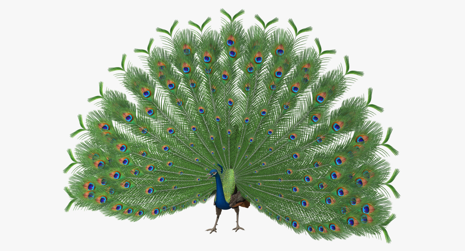 pavo cristatus indian peacock obj