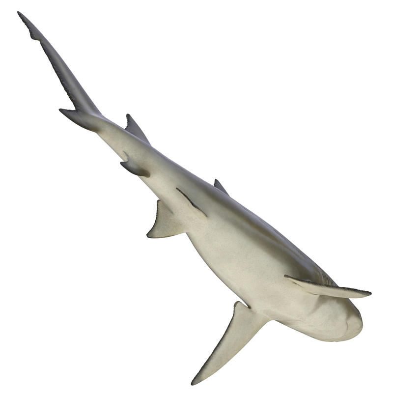 3d sicklefin lemon shark model