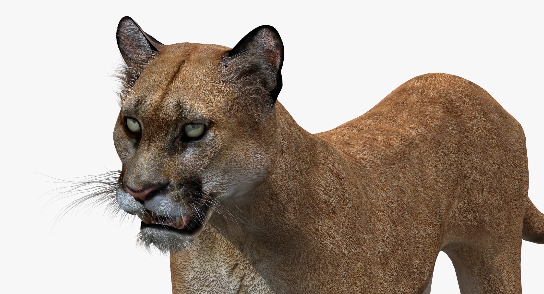 puma cat feline max
