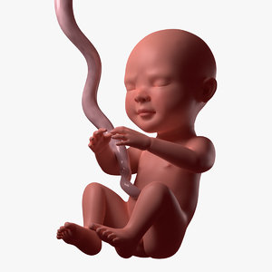 fetus baby obj