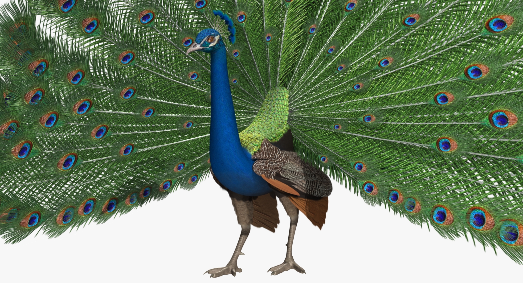 pavo cristatus"印度孔雀"3d模型