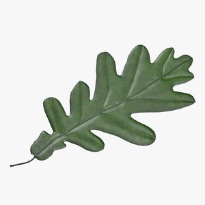 3d green oak leaf 03 model