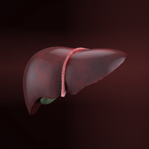 3ds max anatomical human liver