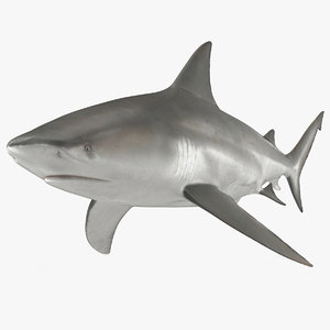 bull shark 3d 3ds