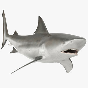 3d model bull shark rigged