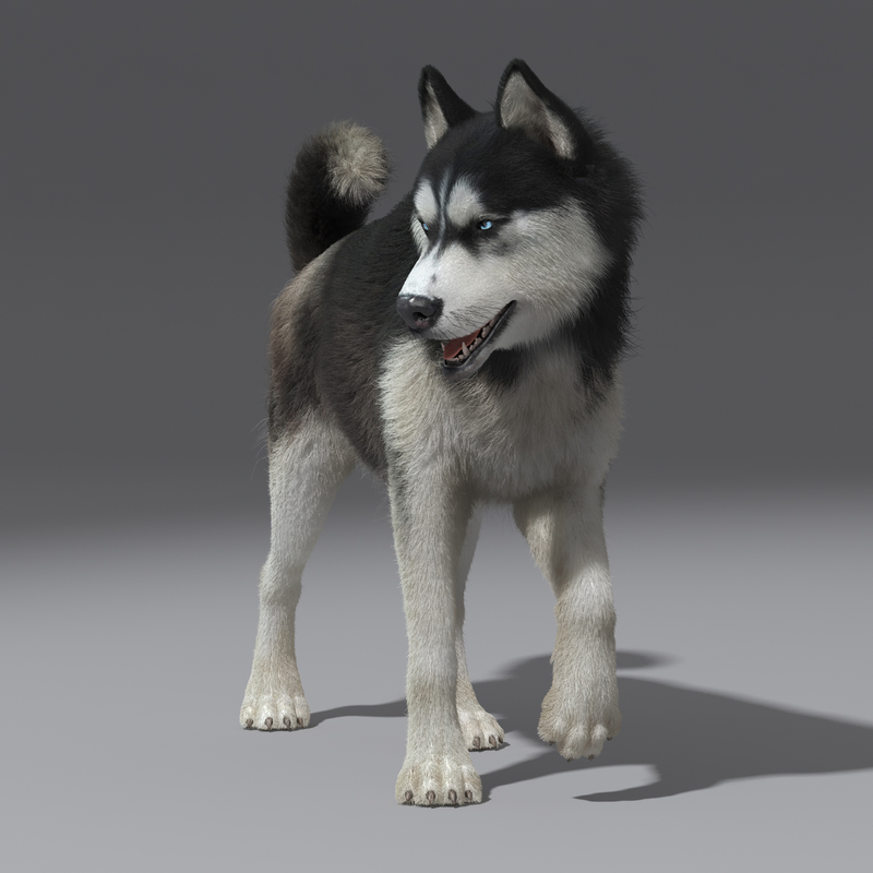 siberian husky fur rigged 3d max