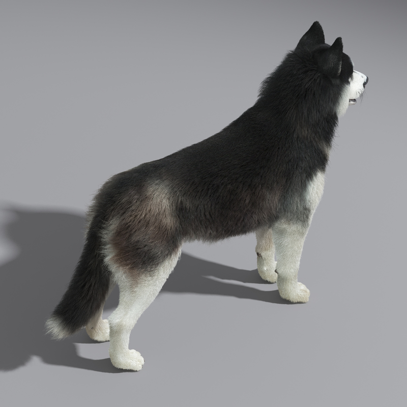 siberian husky fur 3d model