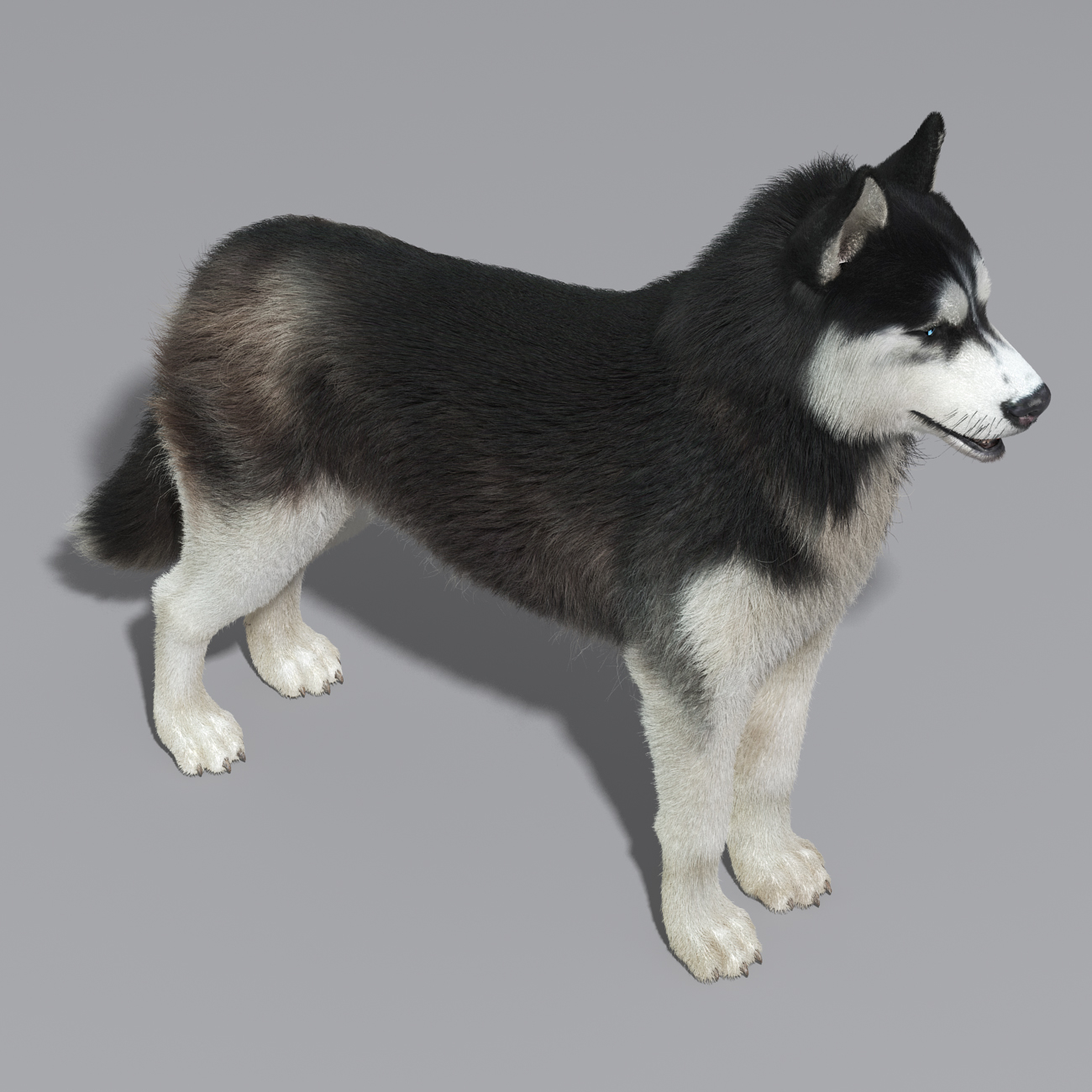 siberian husky fur 3d model