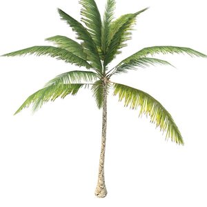 3d palm tree model