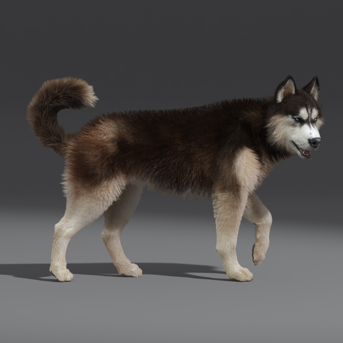 siberian husky 2 fur 3d model