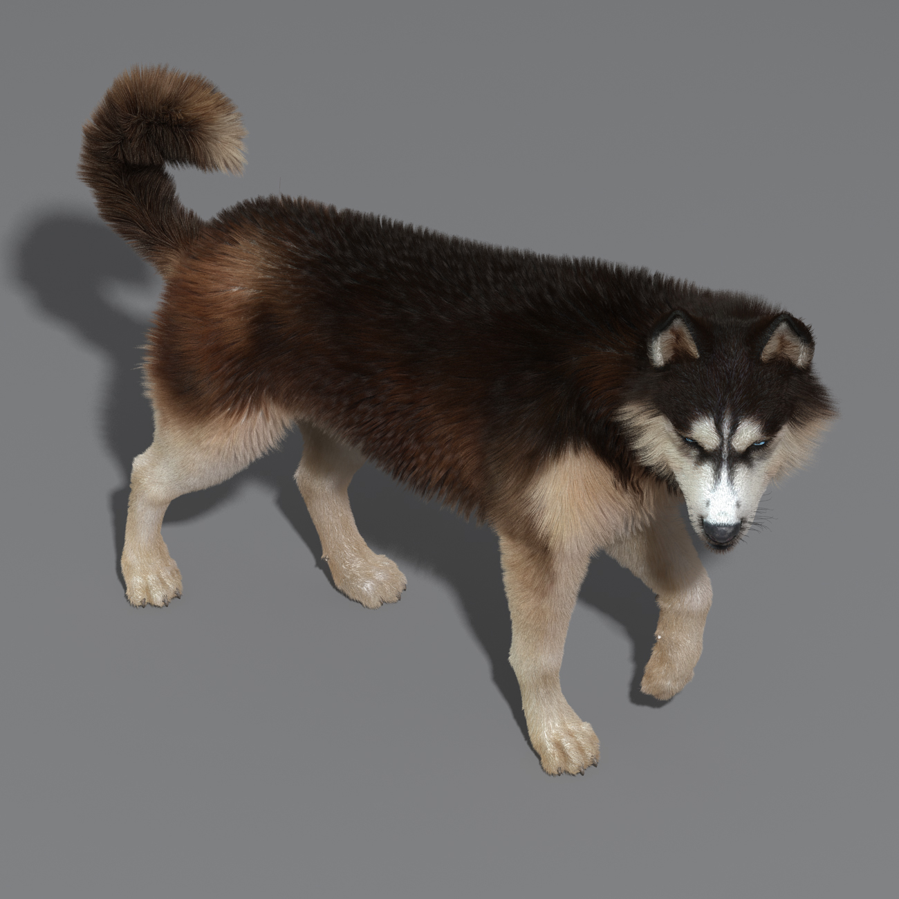 siberian husky 2 fur 3d model