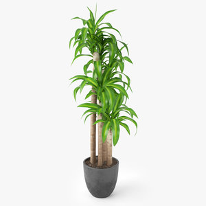 dracaena massangeana potted plant max