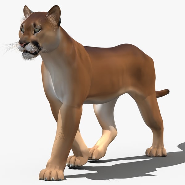 modelo 3d Puma (animación, dibujos animados) - TurboSquid 981724