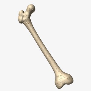 femur bone 3d model