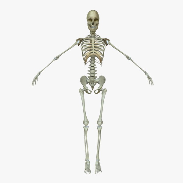 3d Female Human Skeleton Bone