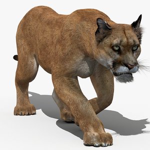 3d model puma animation cat