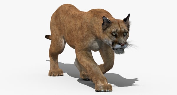 modèle 3D de Puma (Animé) - TurboSquid 