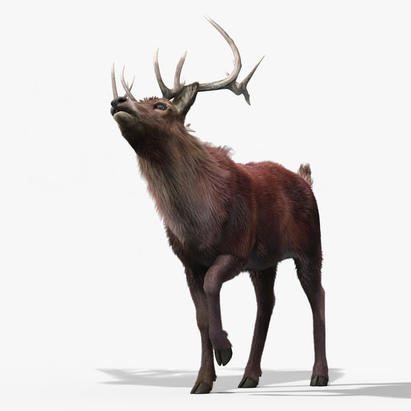 3d Model Red Deer Stag 2