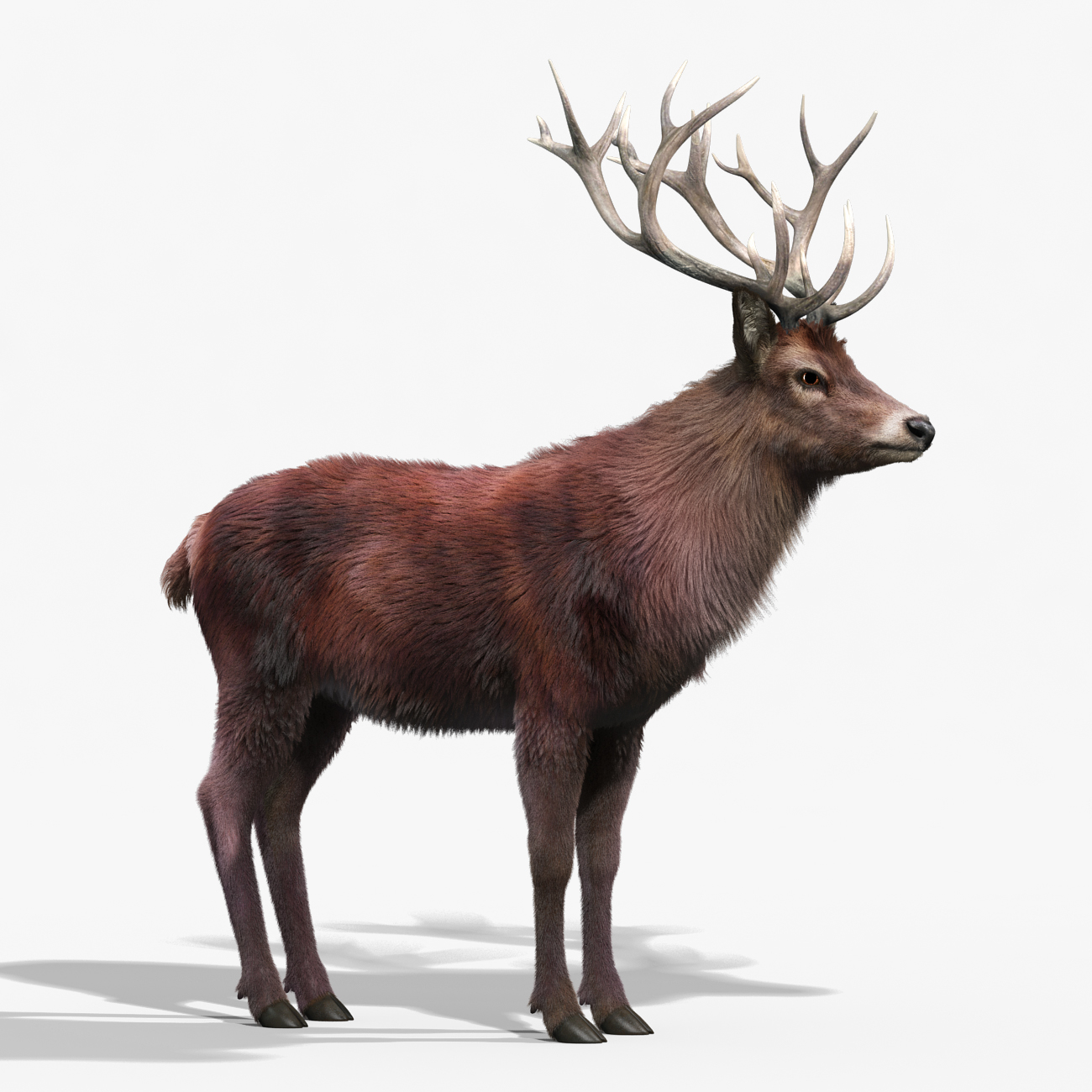 3d model red deer stag 2