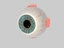 human eye cross section 3d model