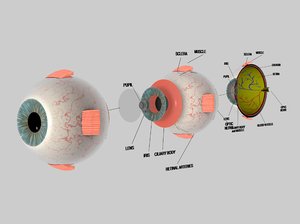 human eye cross section 3d model